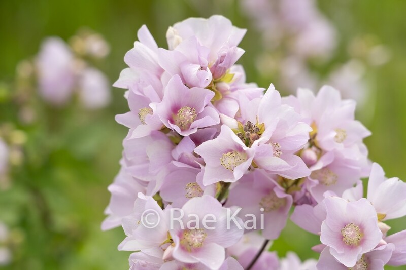 Wild Rhododendron Bunch-Traditional Photo