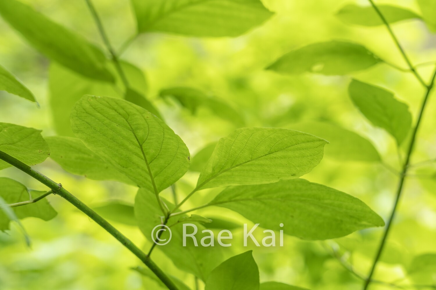 Spring Leaves-Traditional Photo