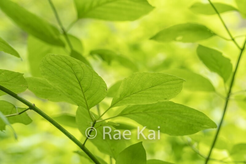 Spring Leaves-Traditional Photo