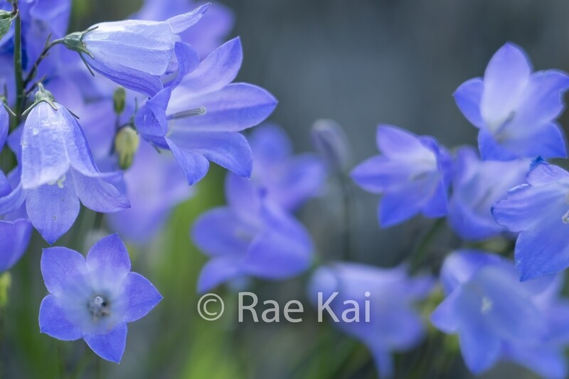 Blue Bells Meadow-Traditional Photo