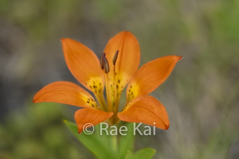 Western Wood Lily-Traditional Photo