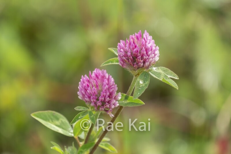 Red Clovers-Traditional Photo