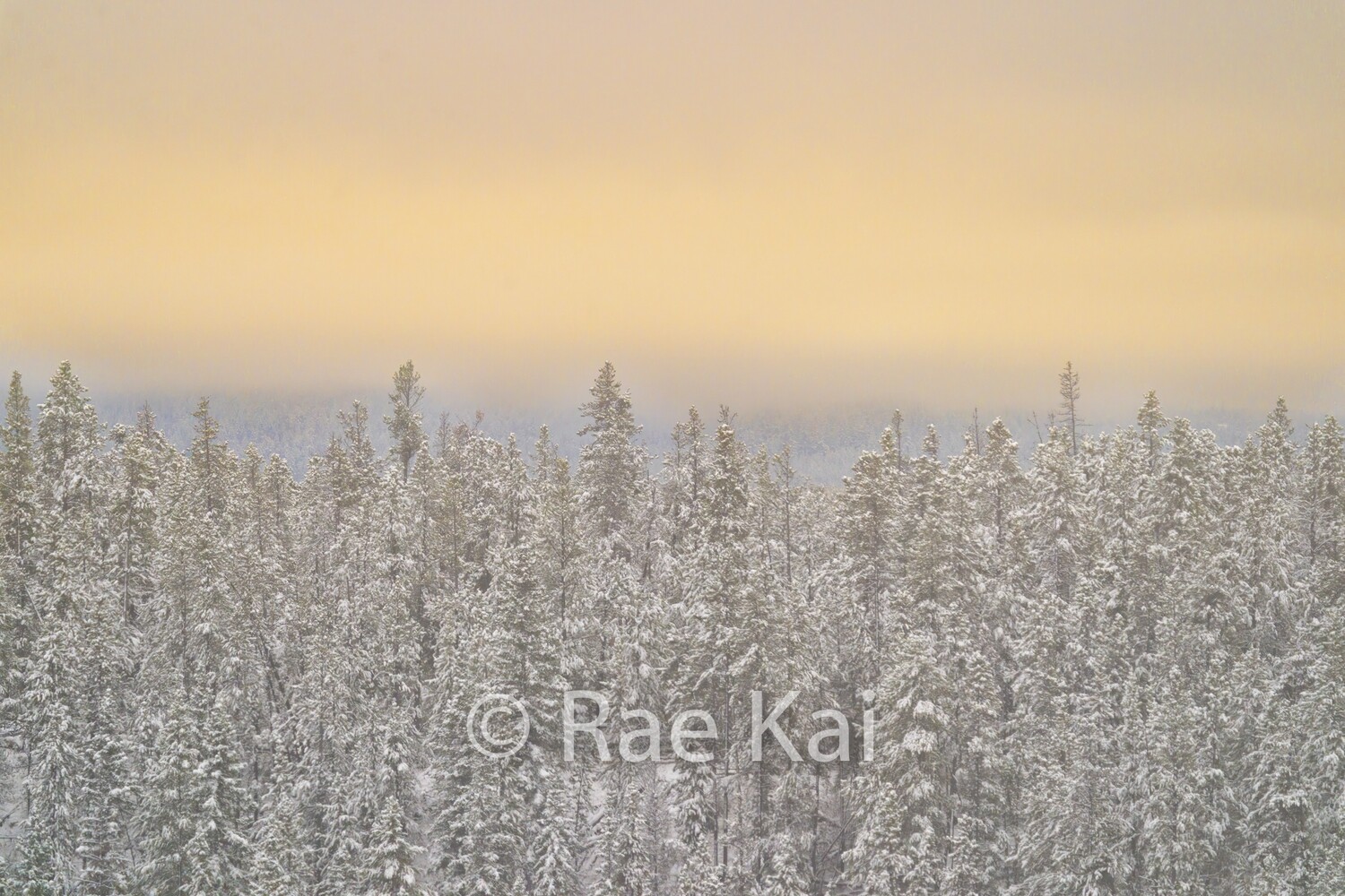 Winter&#39;s Soft Light-Traditional Photo