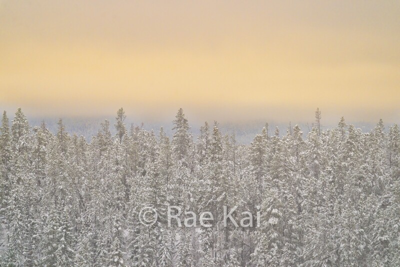 Winter&#39;s Soft Light-Traditional Photo