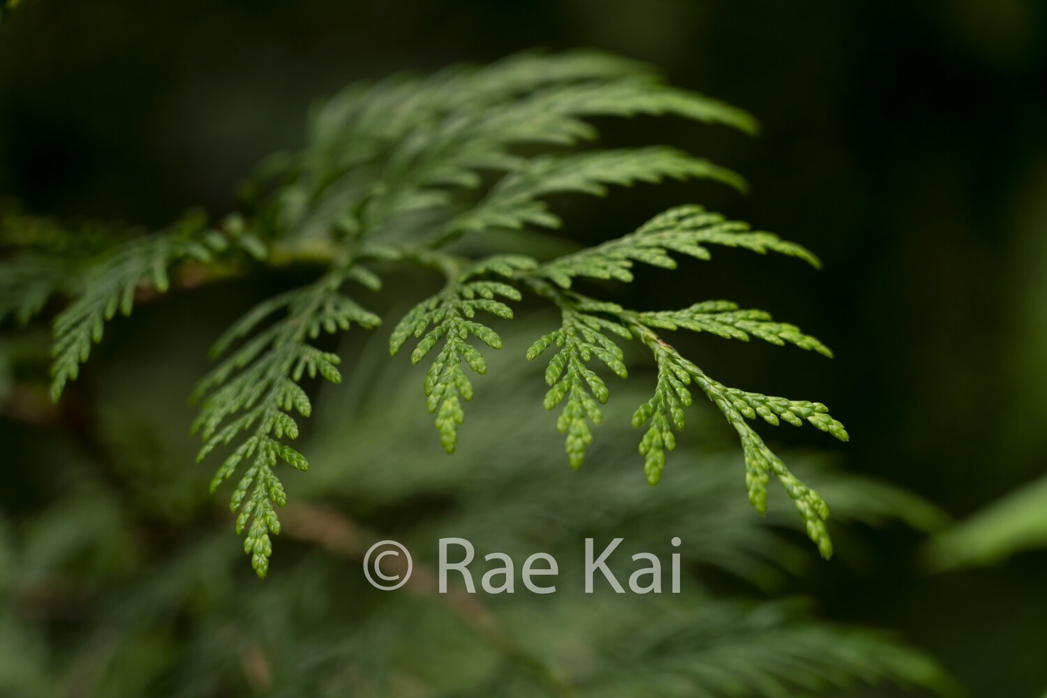 Cedar Details-Traditional Photo