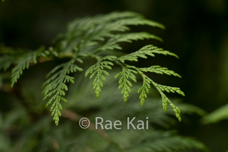 Cedar Details-Traditional Photo