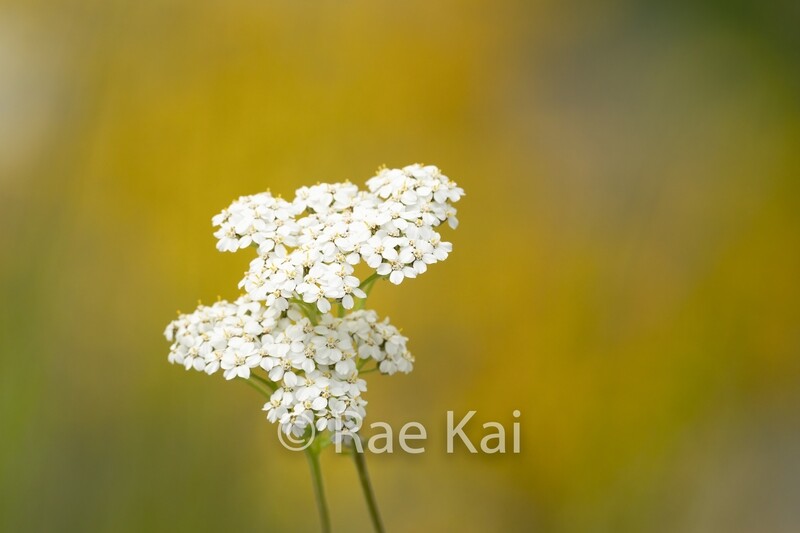 Yarrow-Traditional Photo