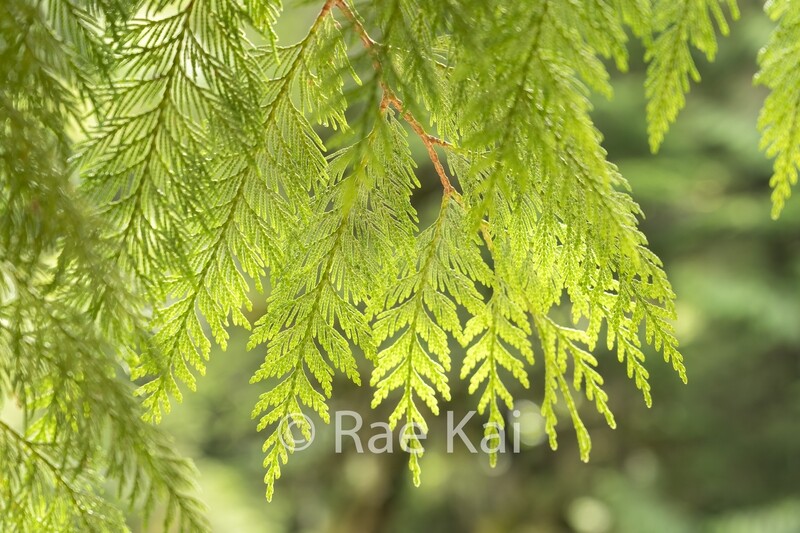 Cedar Canopy-Traditional Photo