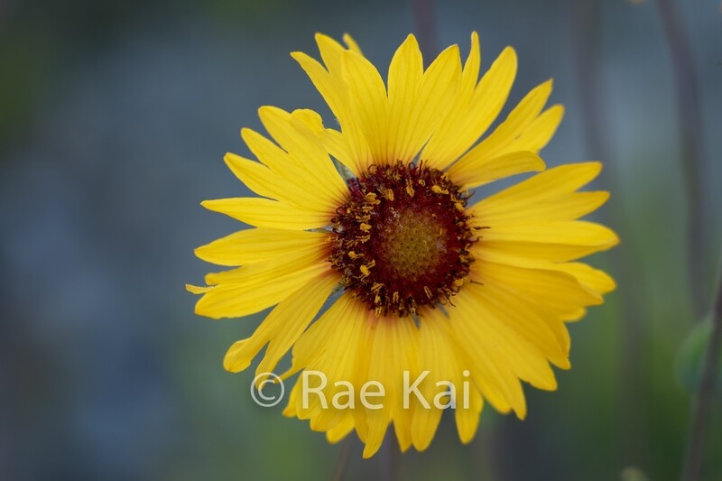 Wild Yellow Gaillardia-Traditional Photo