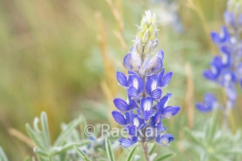 Arctic Lupine-Traditional Photo