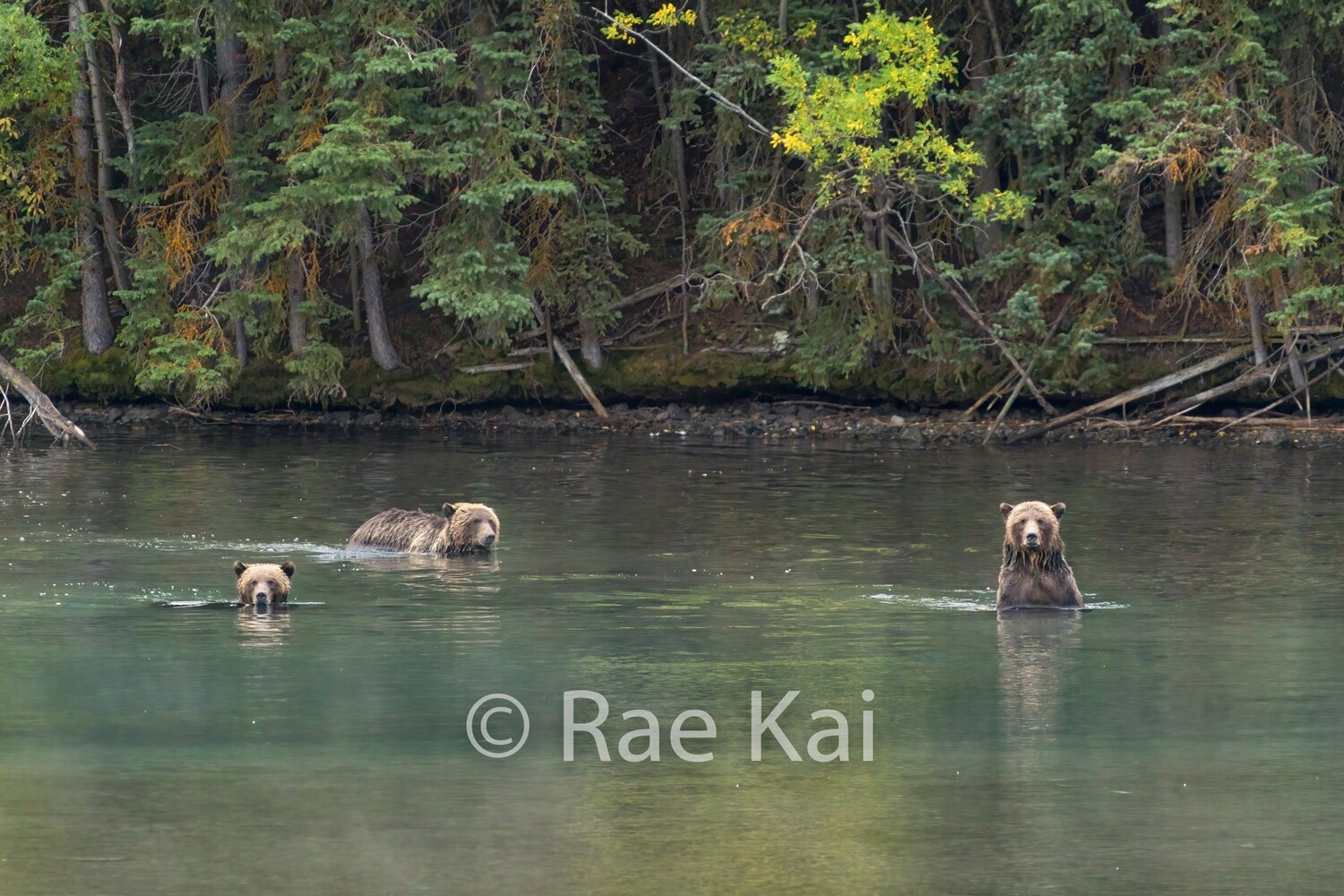 Bear Pool Party-Traditional Photo
