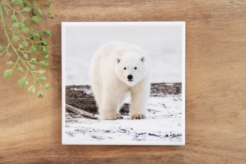 Polar Bear Cub-Nature Photo Coaster