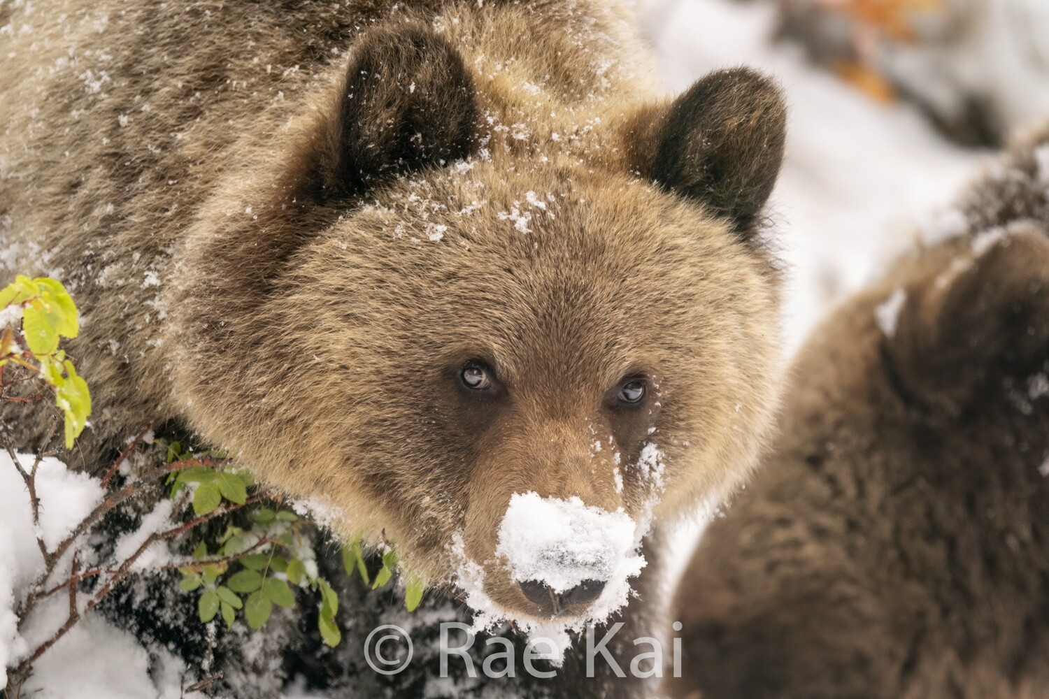 Snow Nose-Traditional Photo