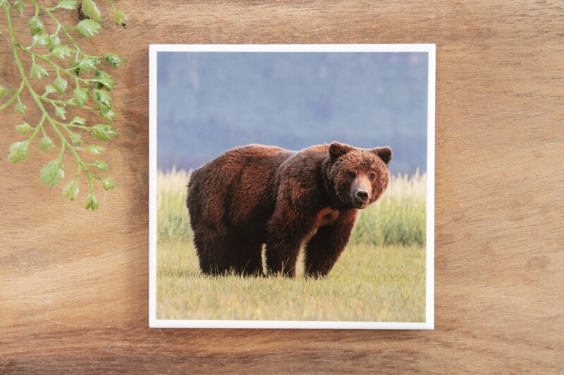 Chocolate Bear-Nature Photo Coaster