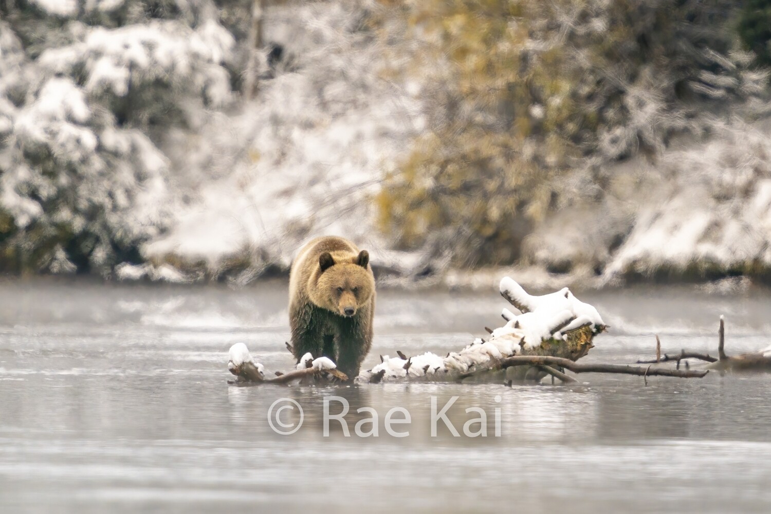 Winter&#39;s Coming-Traditional Photo