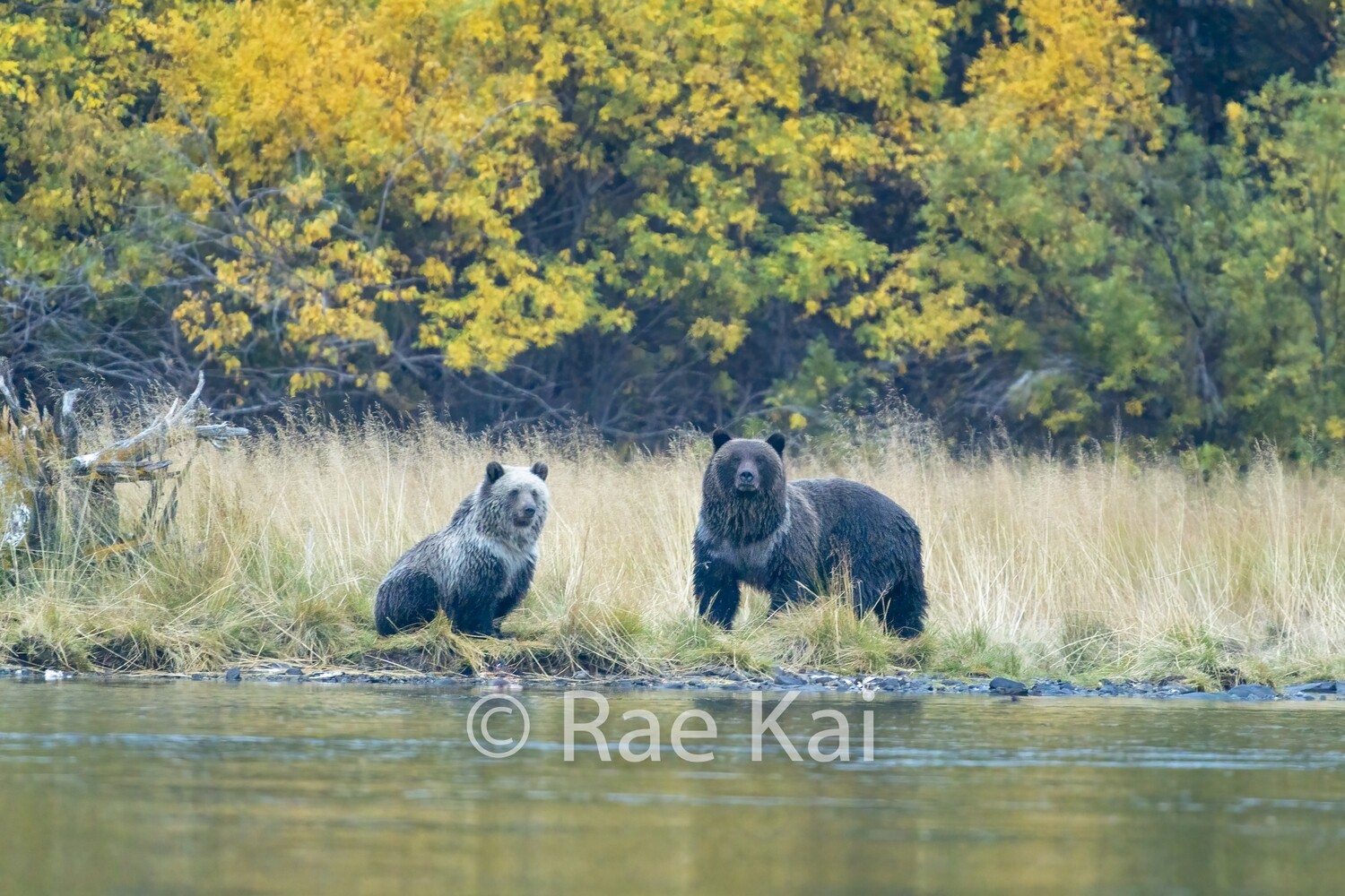Beautiful Bears-Traditional Photo