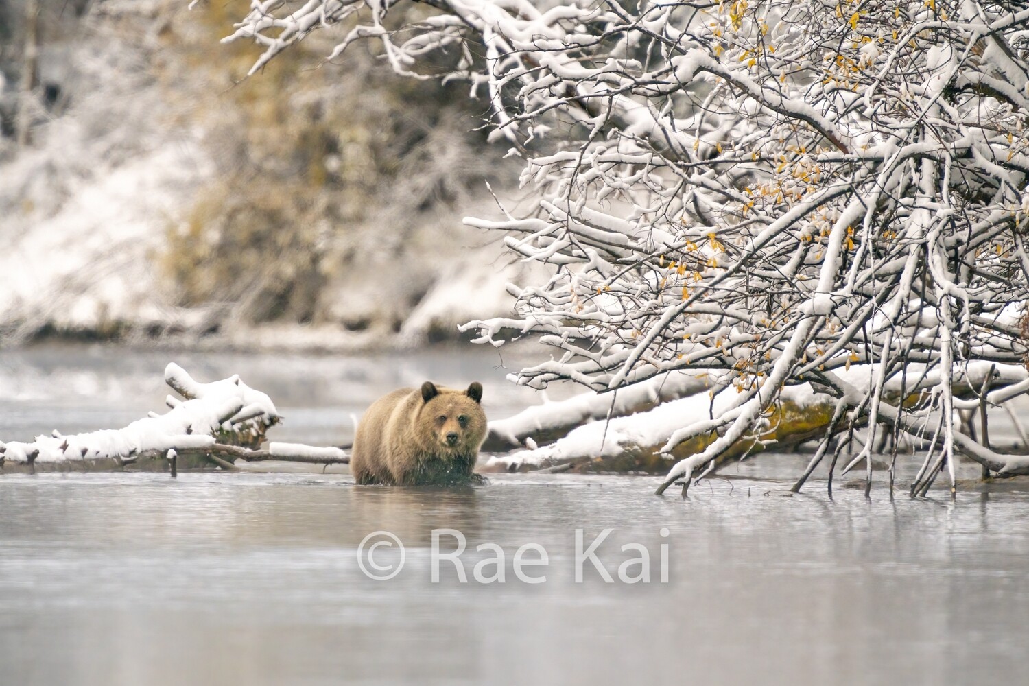 Winter Begins-Traditional Photo