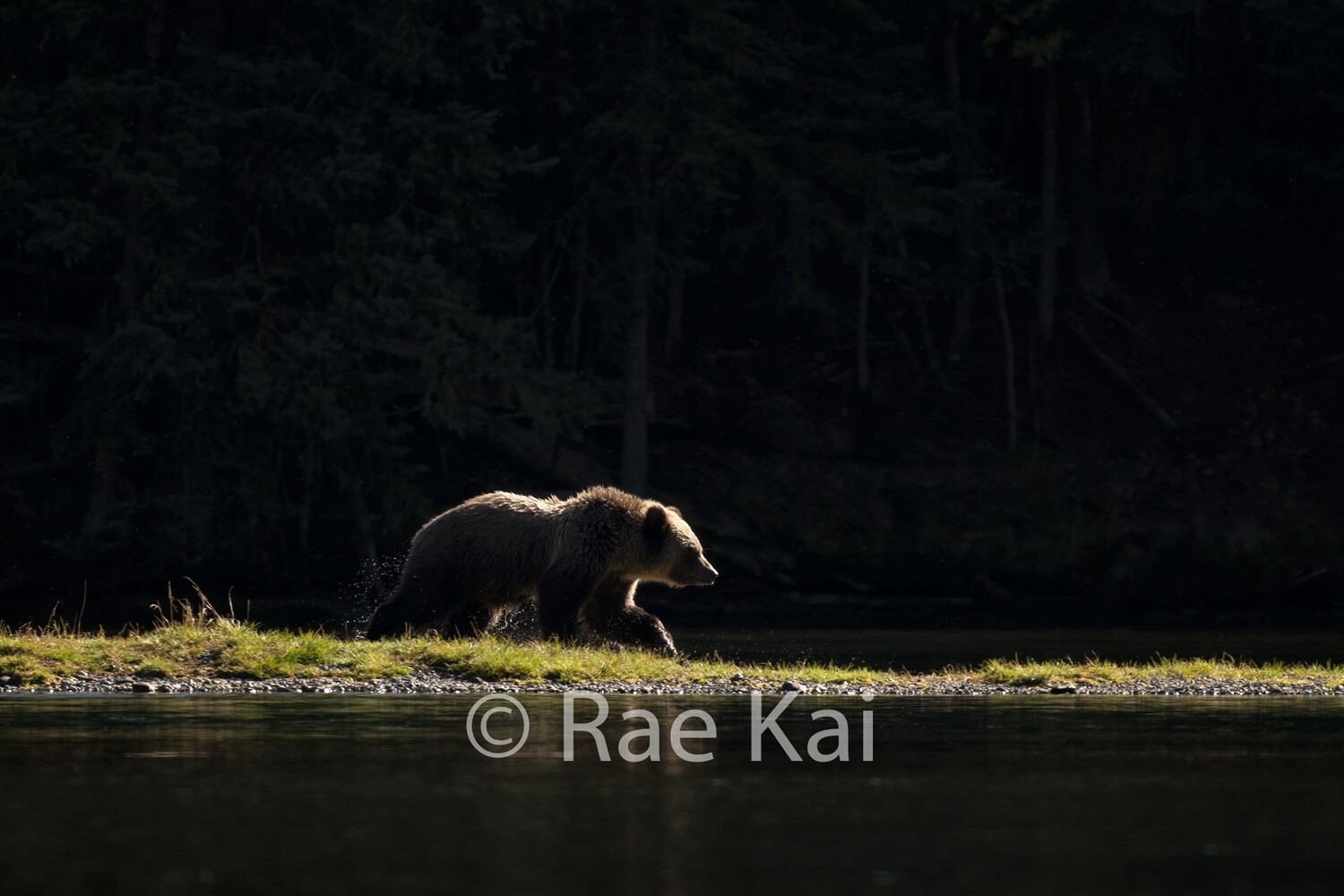 Cub Walk-Traditional Photo