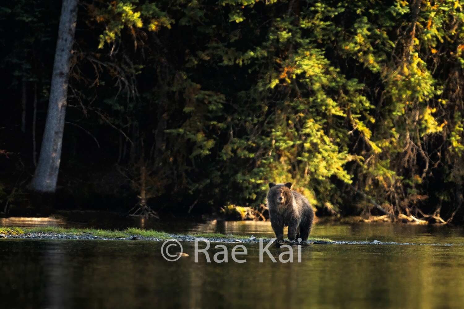 Cub Contrast-Traditional Photo