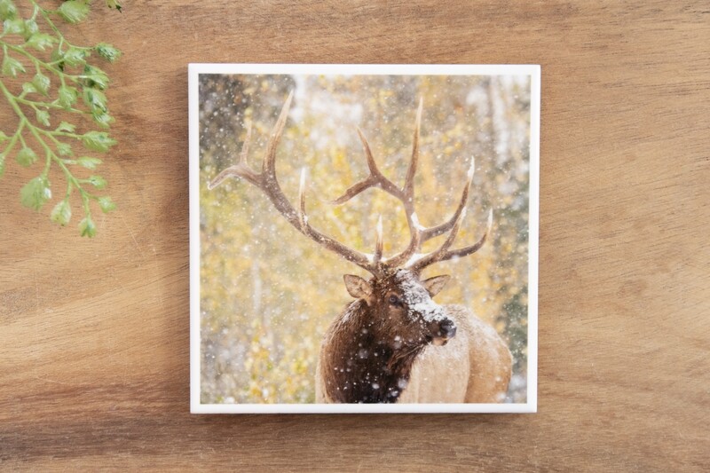 Fall Elk Closeup-Nature Photo Coaster