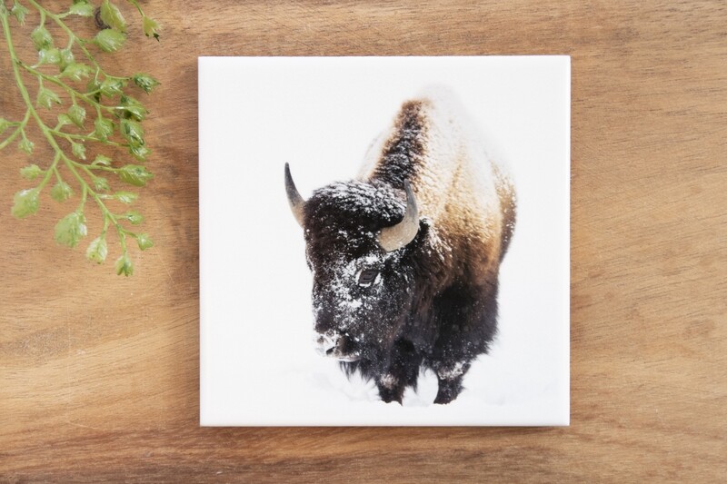Snow Bison-Nature Photo Coaster