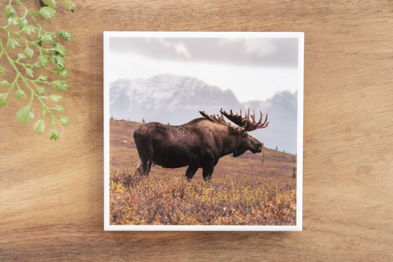 Rasta Moose-Nature Photo Coaster