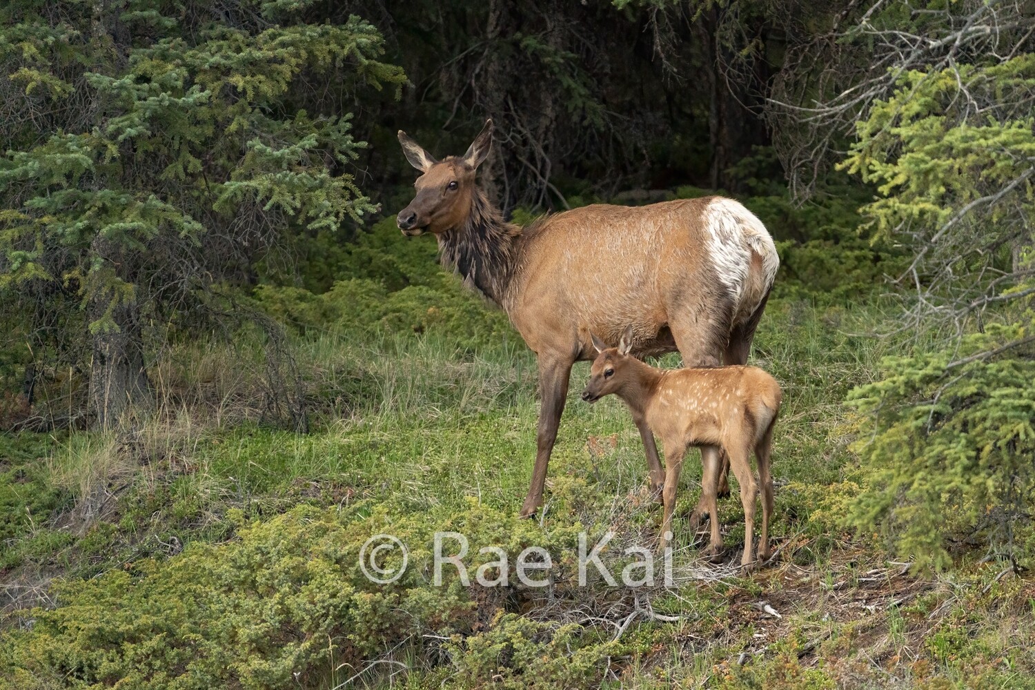 Forest Elk Family-Traditional Photo