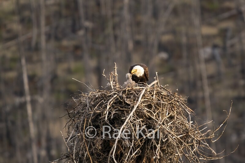 Eagle Nest-Traditional Photo