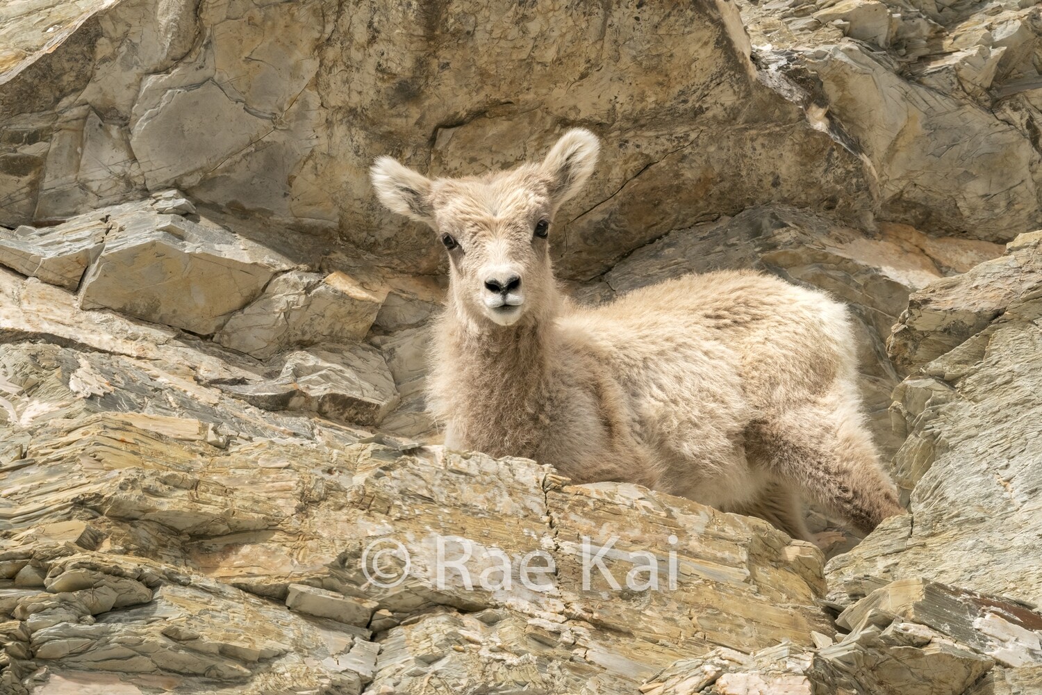 Rocky Terrain-Traditional Photo