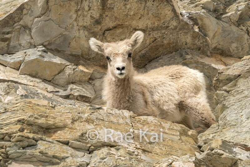 Rocky Terrain-Traditional Photo