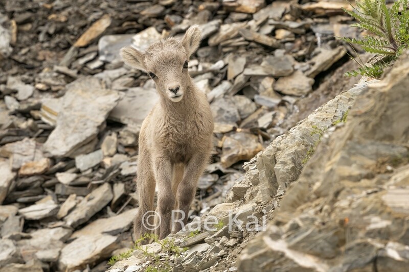 Curious Bighorn Lamb-Traditional Photo