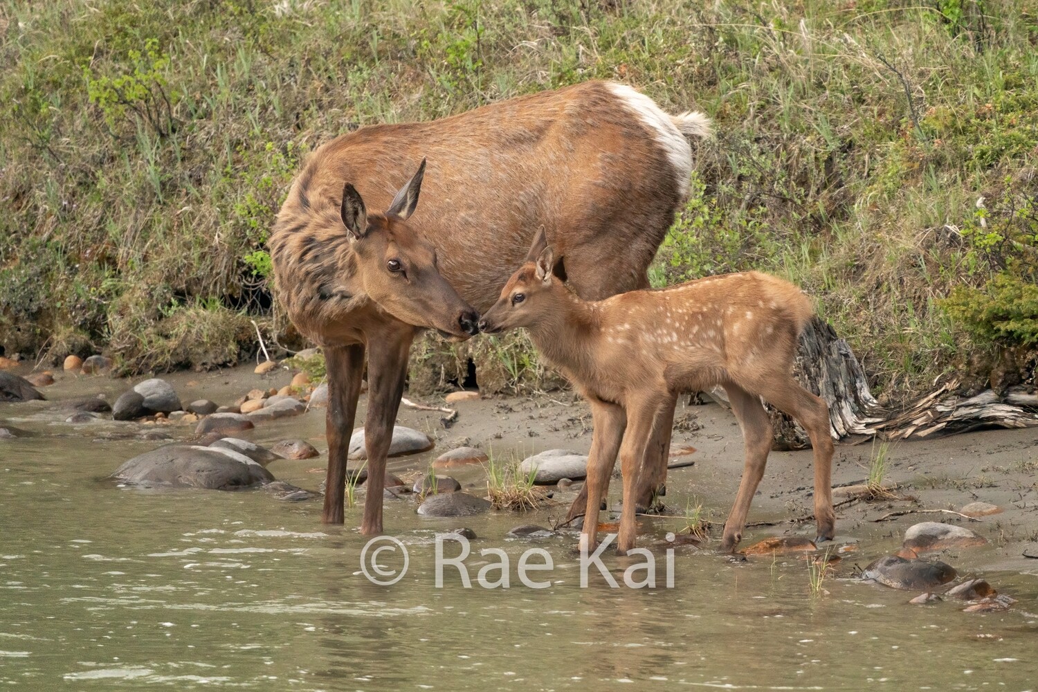 Elk Kiss-Traditional Photo