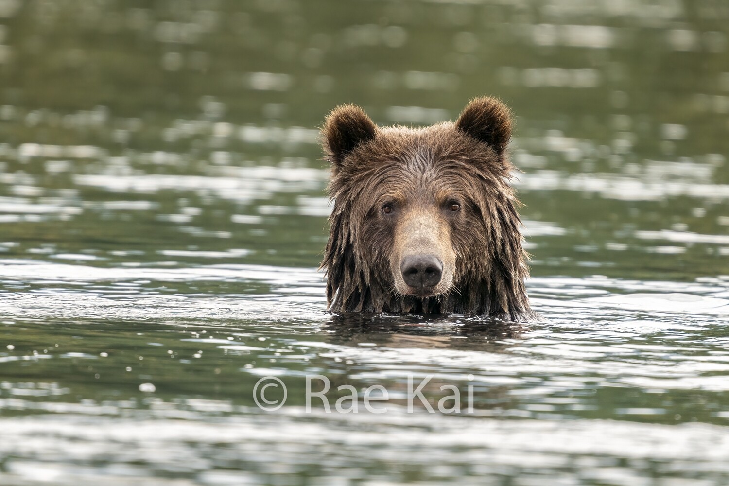 Water Stare-Traditional Photo
