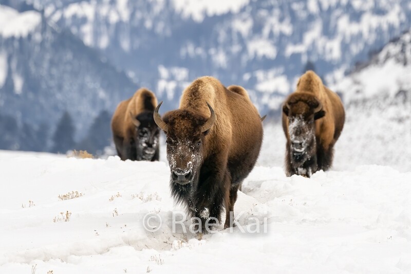 Bison Trail-Traditional Photo