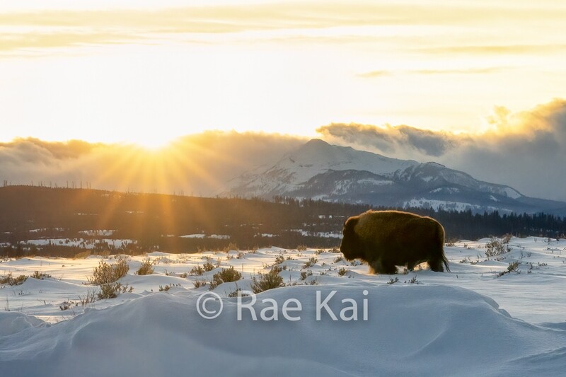 Bison Sunset-Traditional Photo