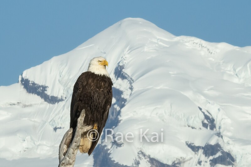 Snow Peak Eagle-Traditional Photo