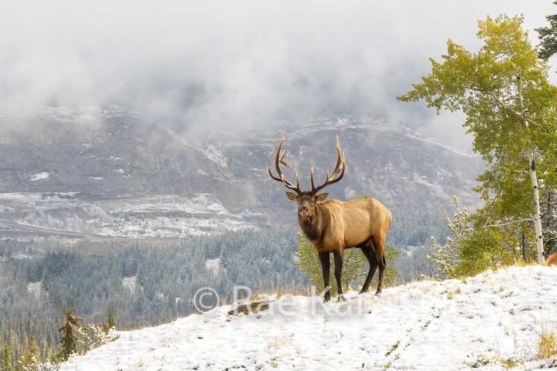 Elk on Ridge-Traditional Photo