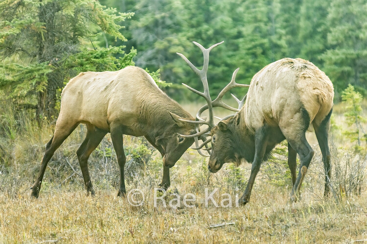Elk Fight-Traditional Photo