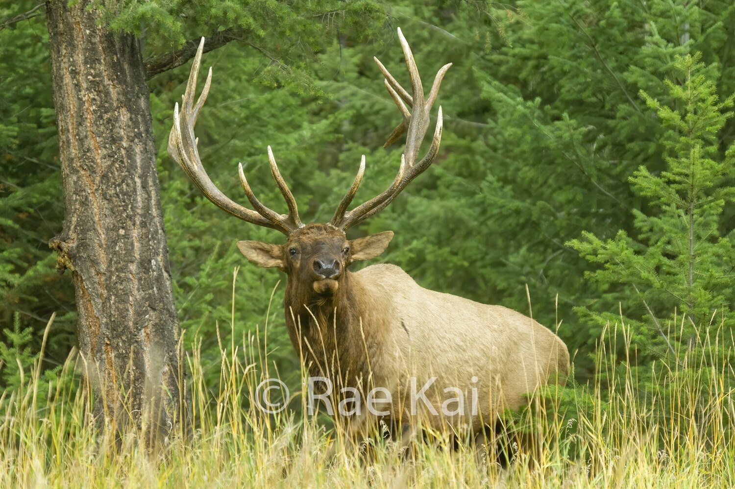 Elk Rise-Traditional Photo