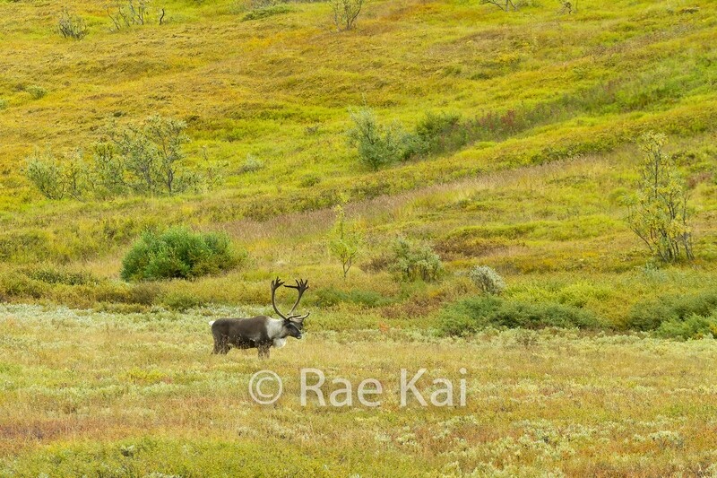 Fall Tundra Caribou-Traditional Photo