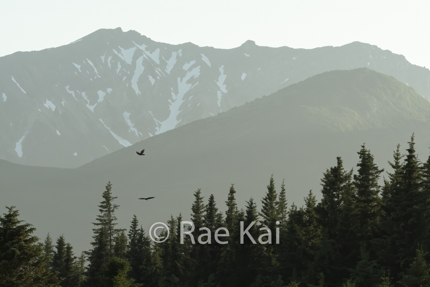 Flight of the Eagles-Traditional Photo