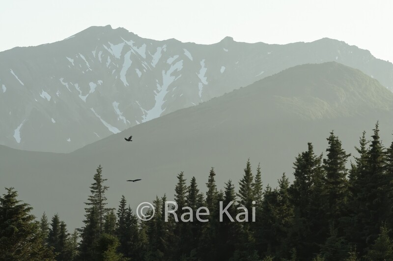 Flight of the Eagles-Traditional Photo