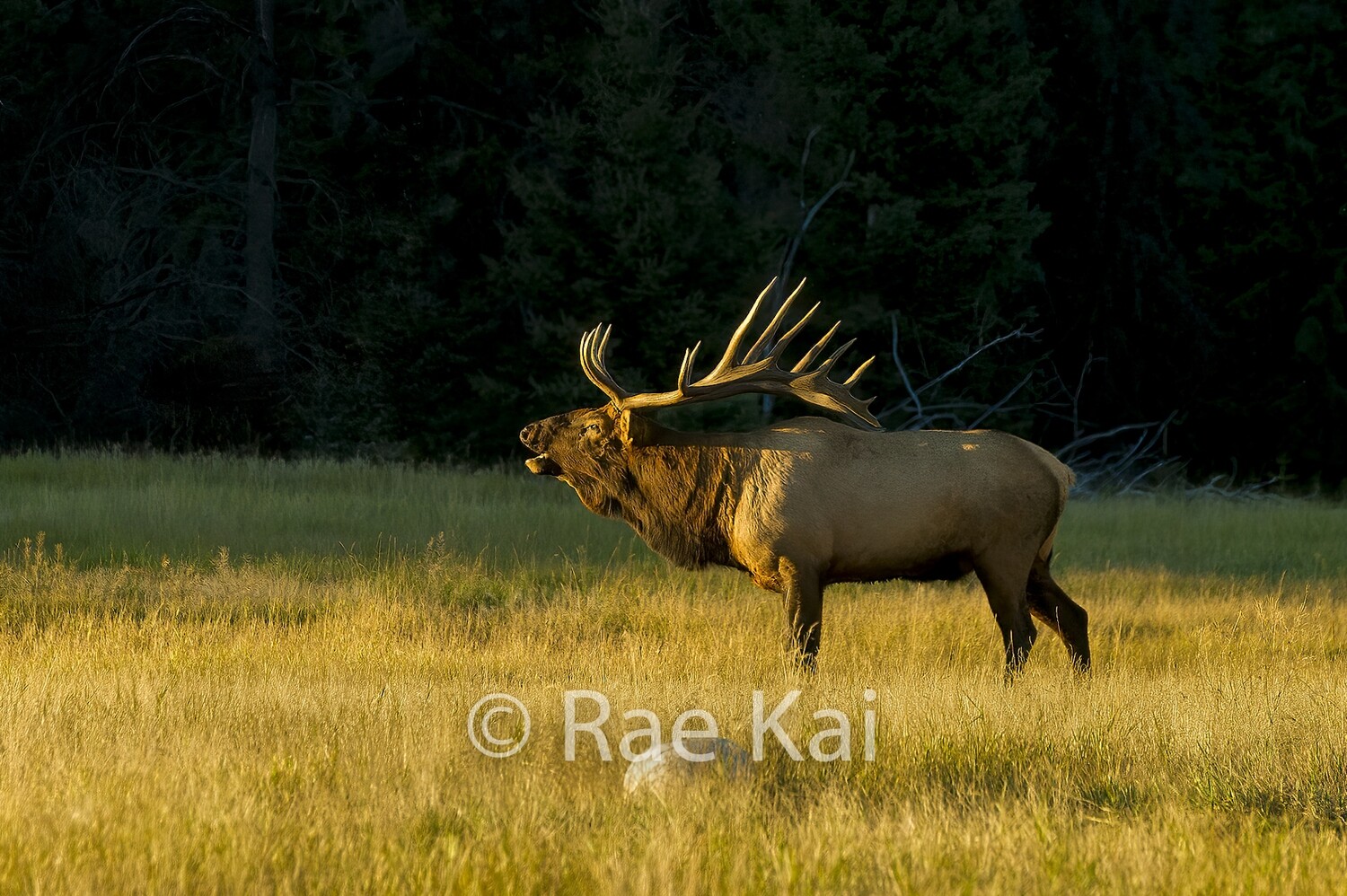 Evening Bugle-Traditional Photo