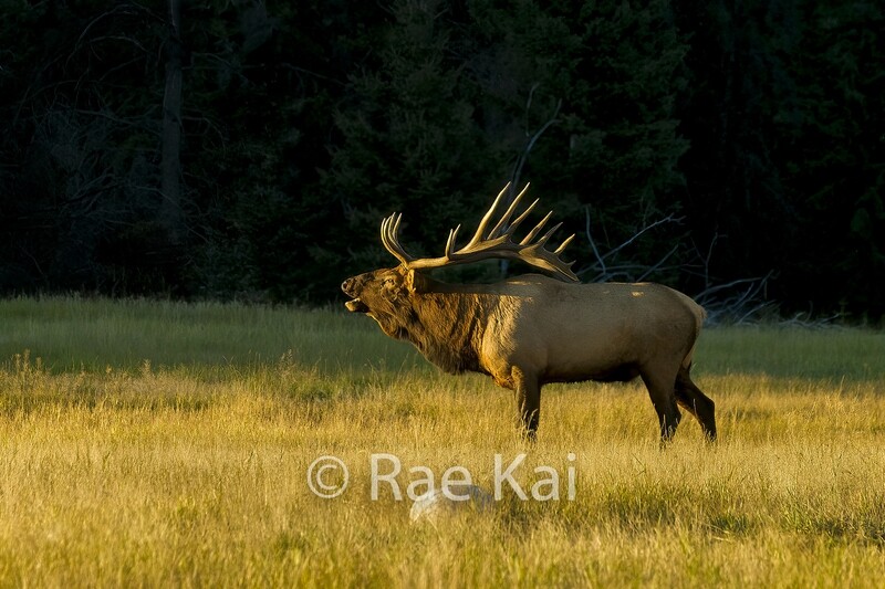 Evening Bugle-Traditional Photo