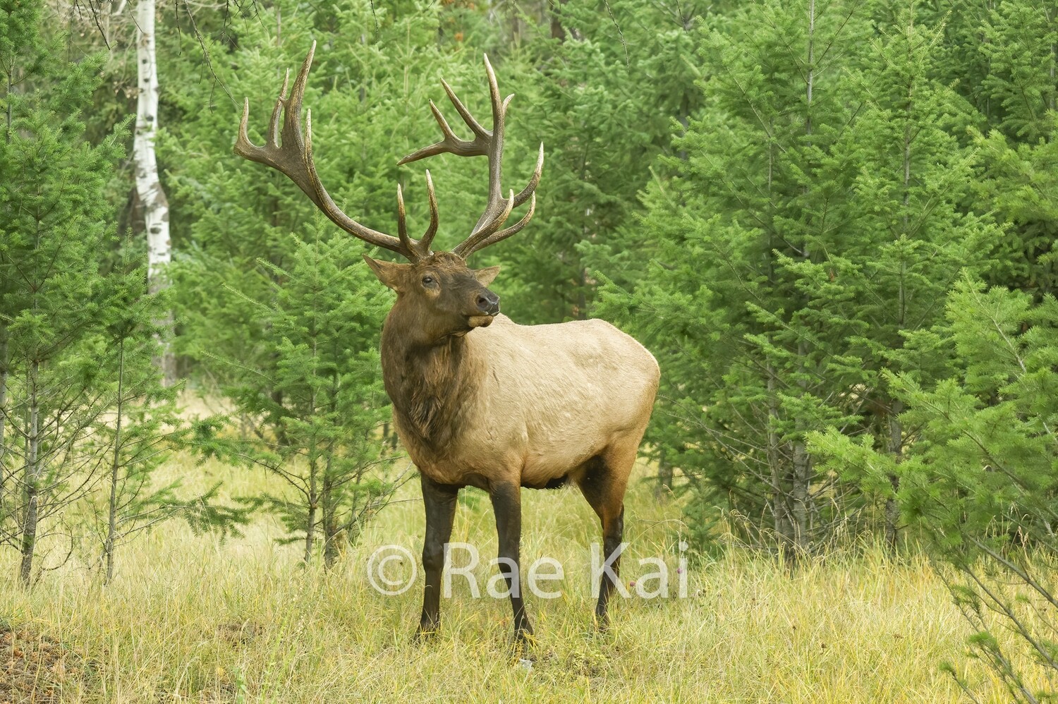 Elk Look-Traditional Photo