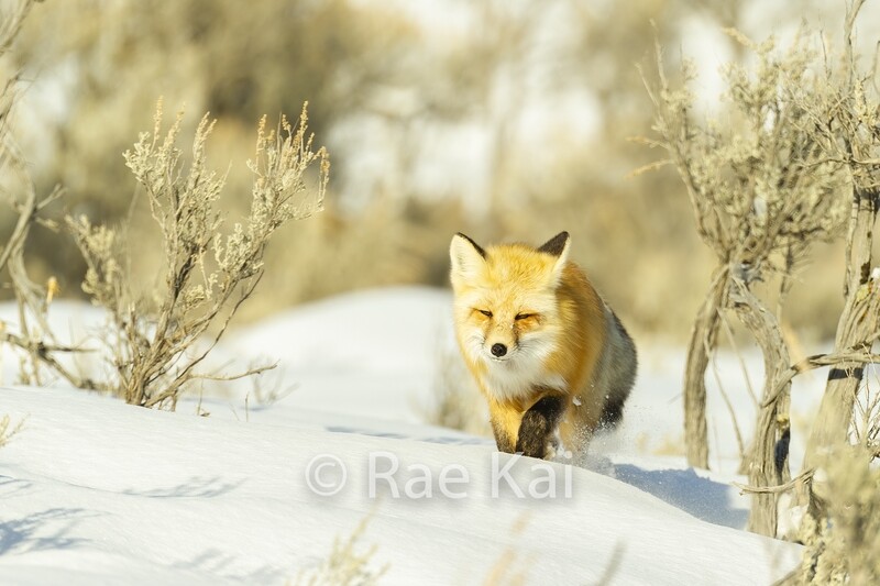 Fox in Snow-Traditional Photo