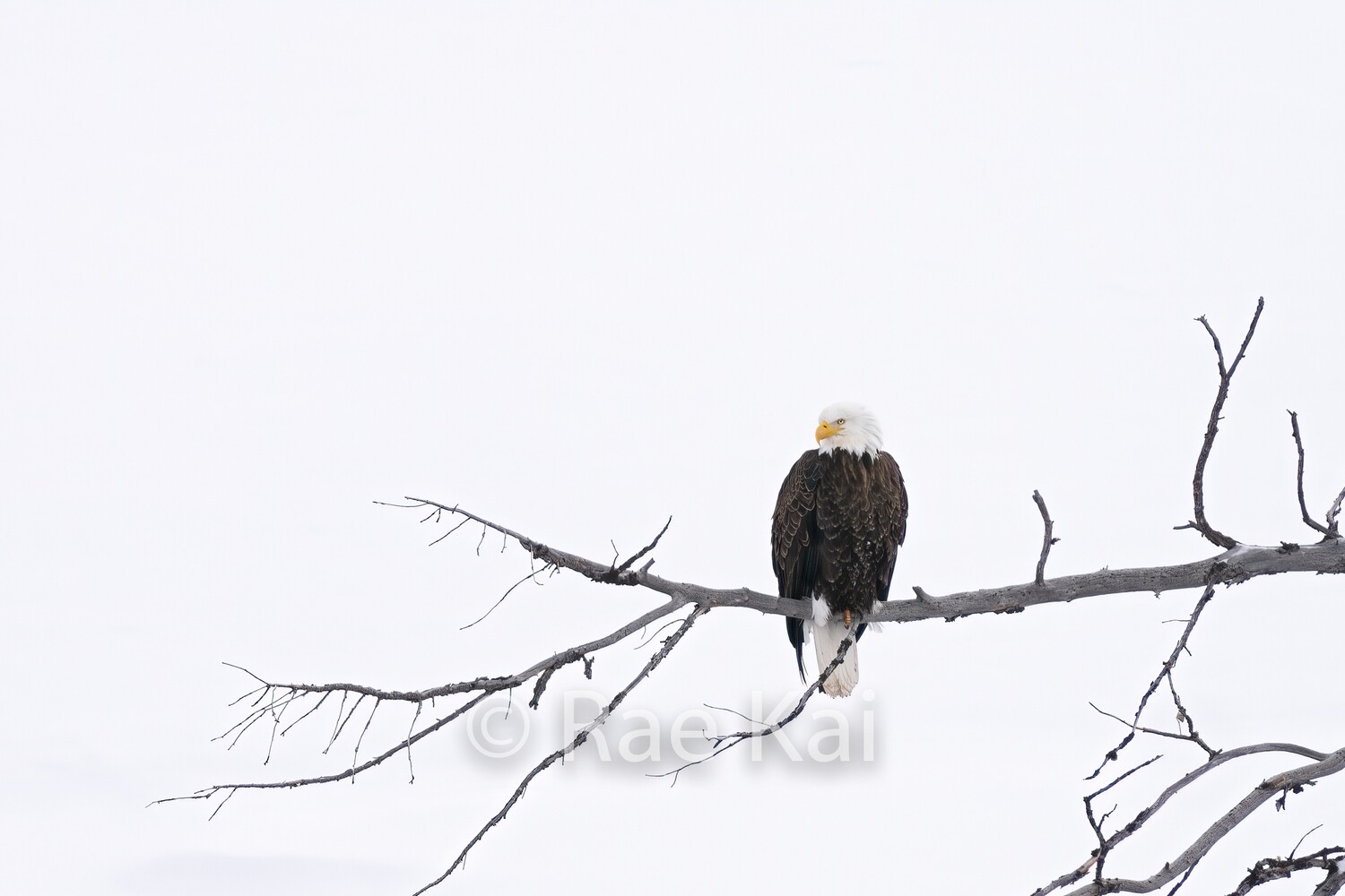 Winter Perch-Traditional Photo