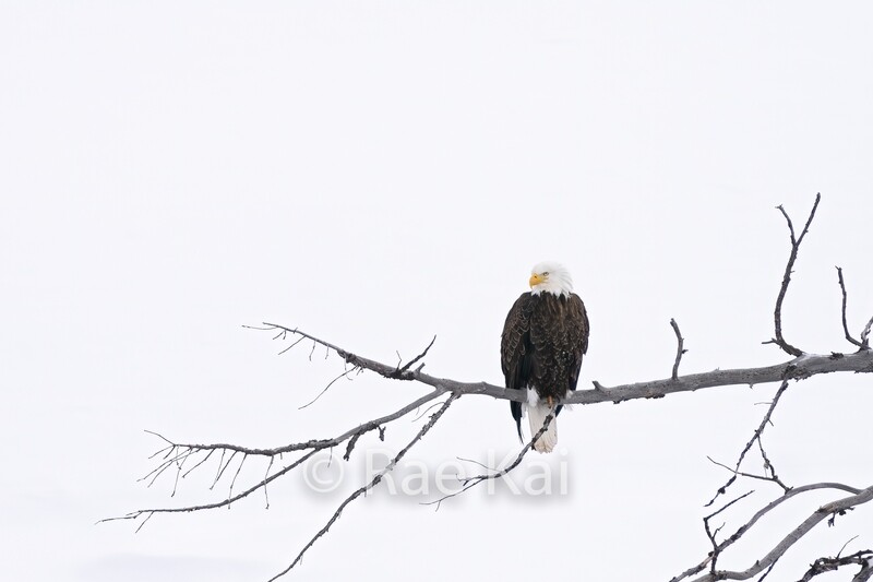Winter Perch-Traditional Photo