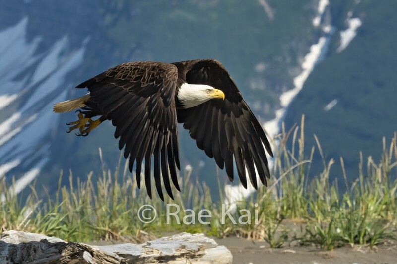Flying Low-Traditional Photo