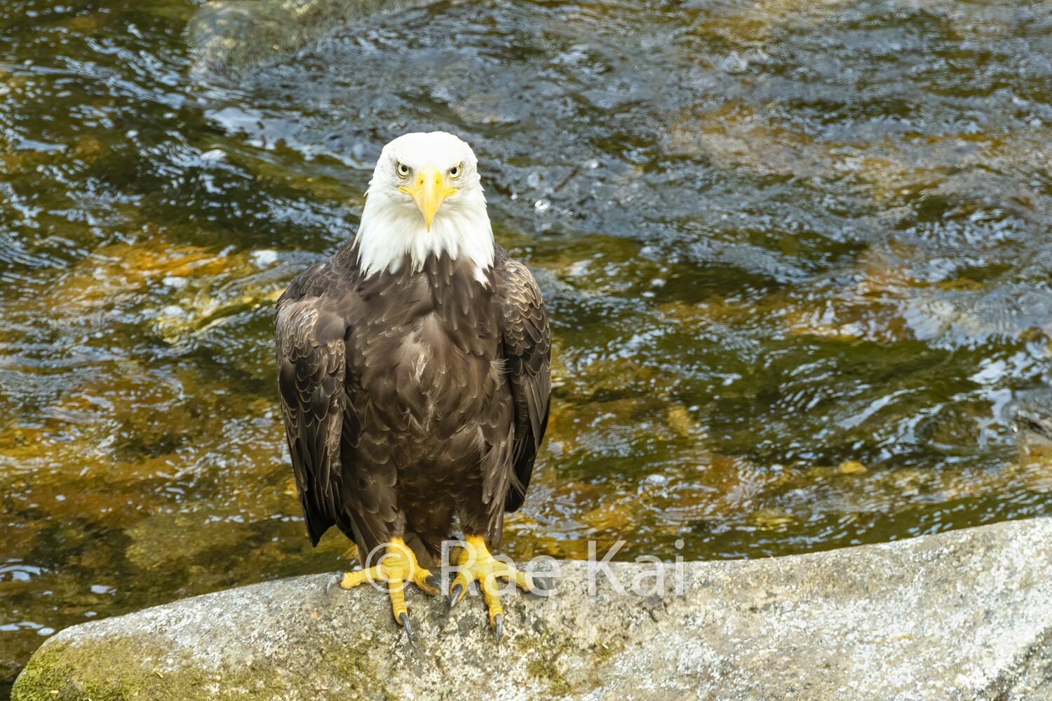 Eagle on Rock-Traditional Photo